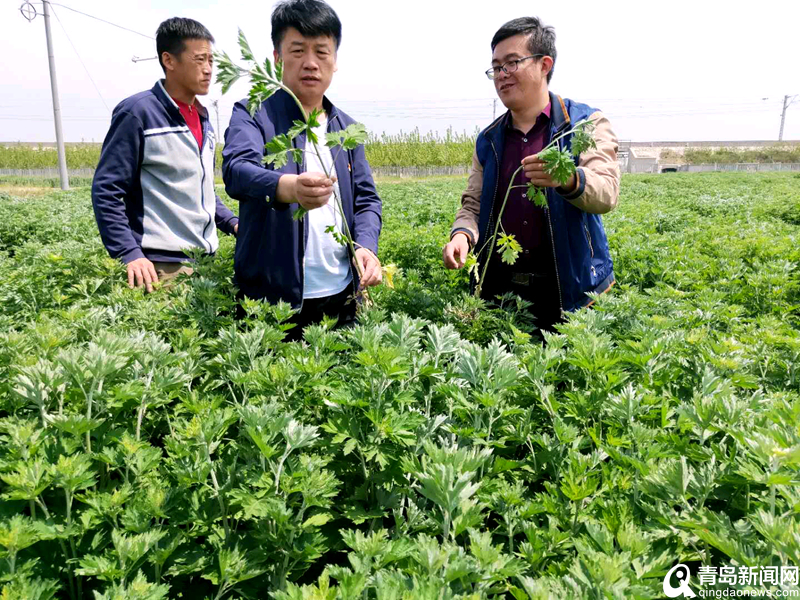 张宇航(左二)在艾草种植基地.