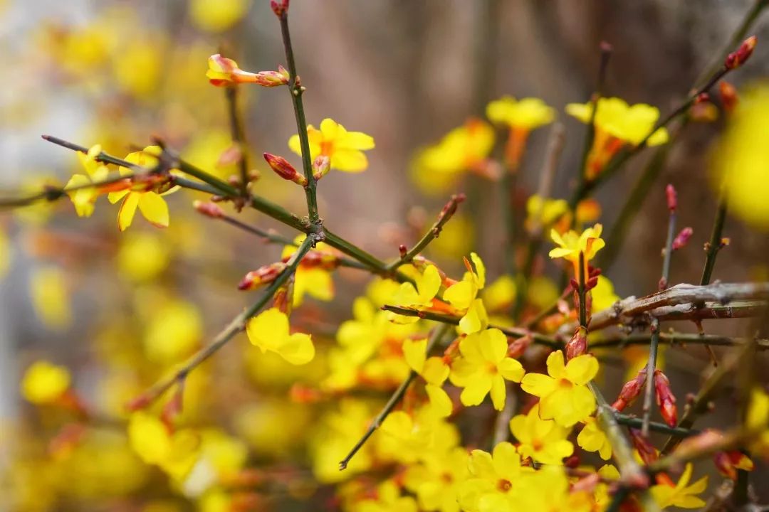 故事的"小黄花",满载春的诗情画意