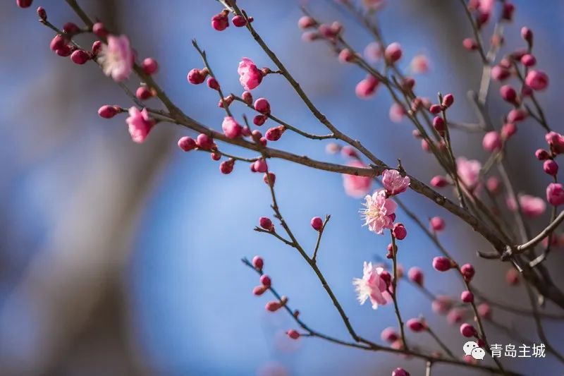 这些早春的花朵,让青岛美得像"屏风"!