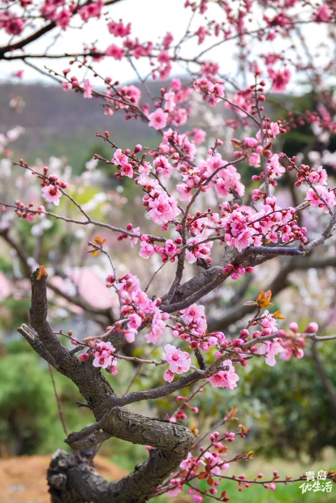 正如诗中所说:尽日寻春不见春,芒鞋踏遍岭头云.