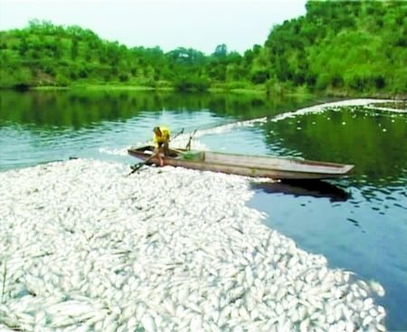 水库一夜间死鱼14吨 7000余村民用水中断(图)