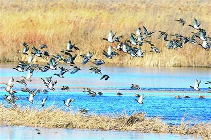 青岛赏鸟图出炉 9大湿地成鸟类天堂