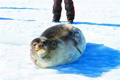 南极科考15名青岛籍专家返青 创造历史