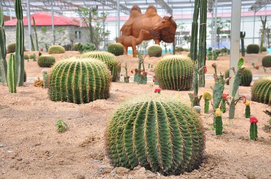 城阳打造首家热带观赏园 南国植物现青岛
