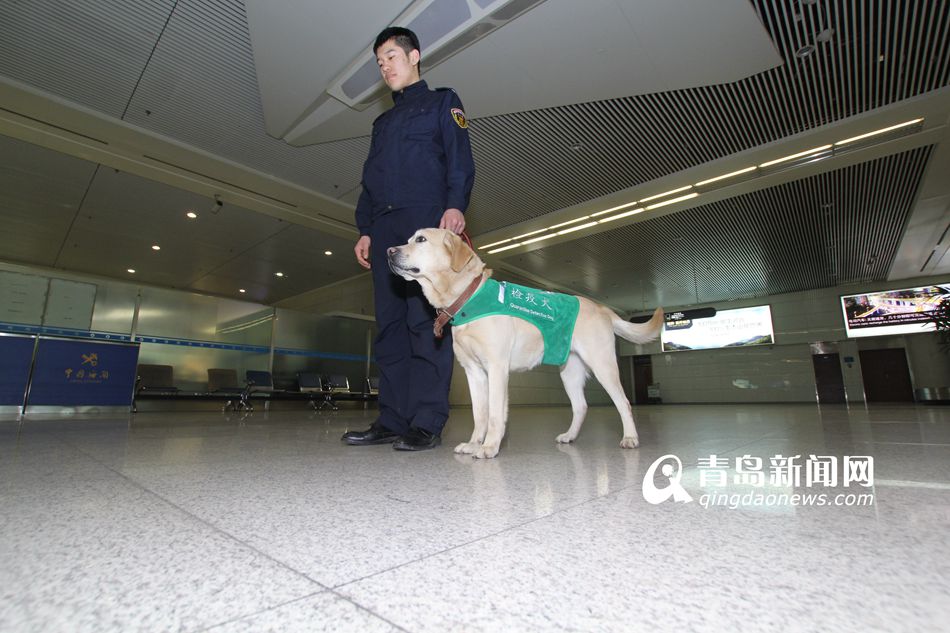 高清：实拍机场检疫犬 轻嗅就能查出违禁物品