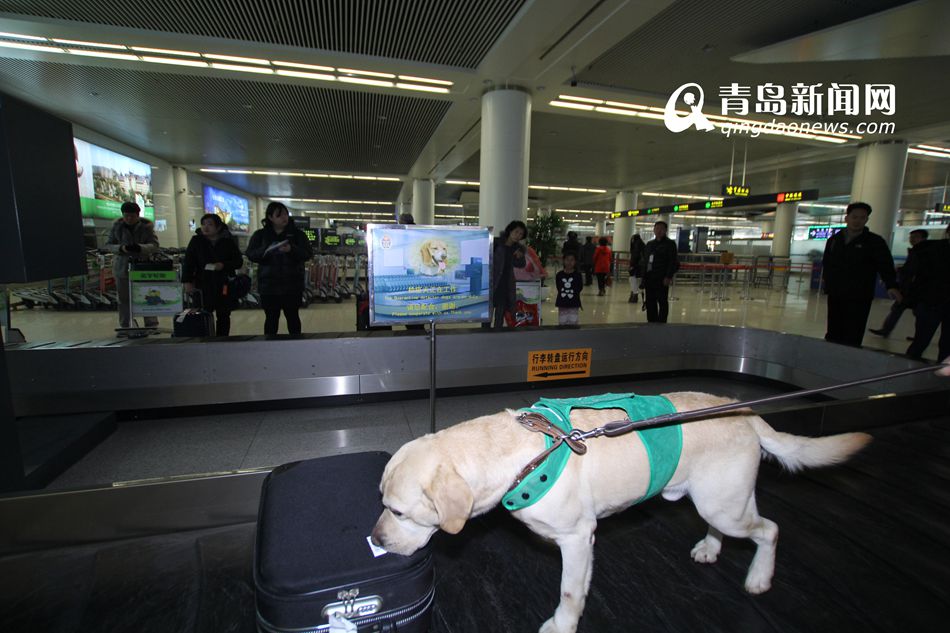 高清：实拍机场检疫犬 轻嗅就能查出违禁物品