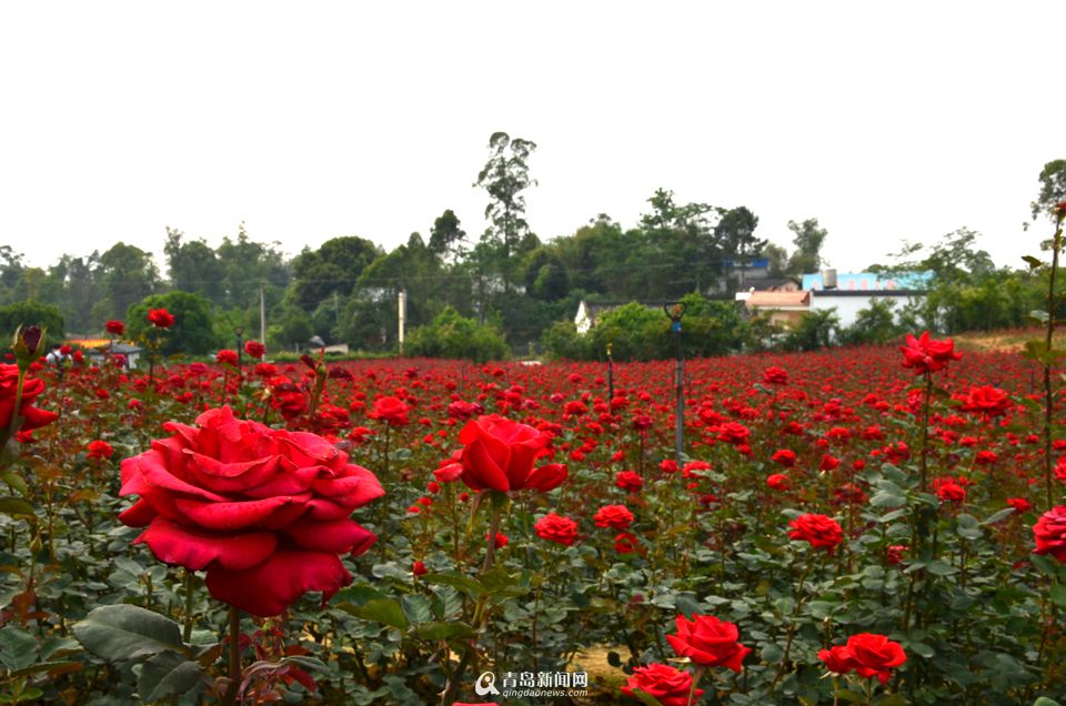 高清走进仁寿蝶彩花卉园送你一片玫瑰海