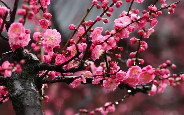 青岛最美的花,带上你最爱的人,春天赏花全攻略!