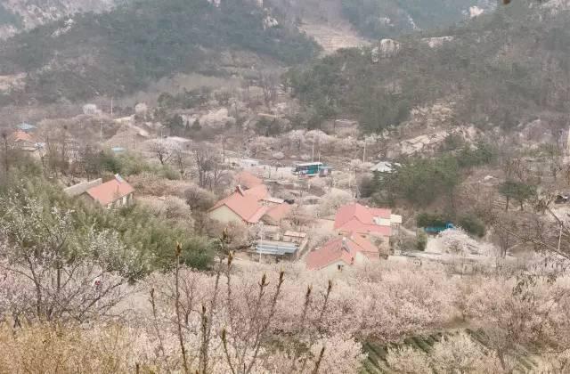 这个隐藏在崂山里的小山村,花开成海,一步十景!