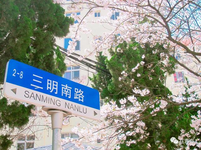 在青岛,有这样一处默默无闻却美不胜收的樱花路 三明南路.