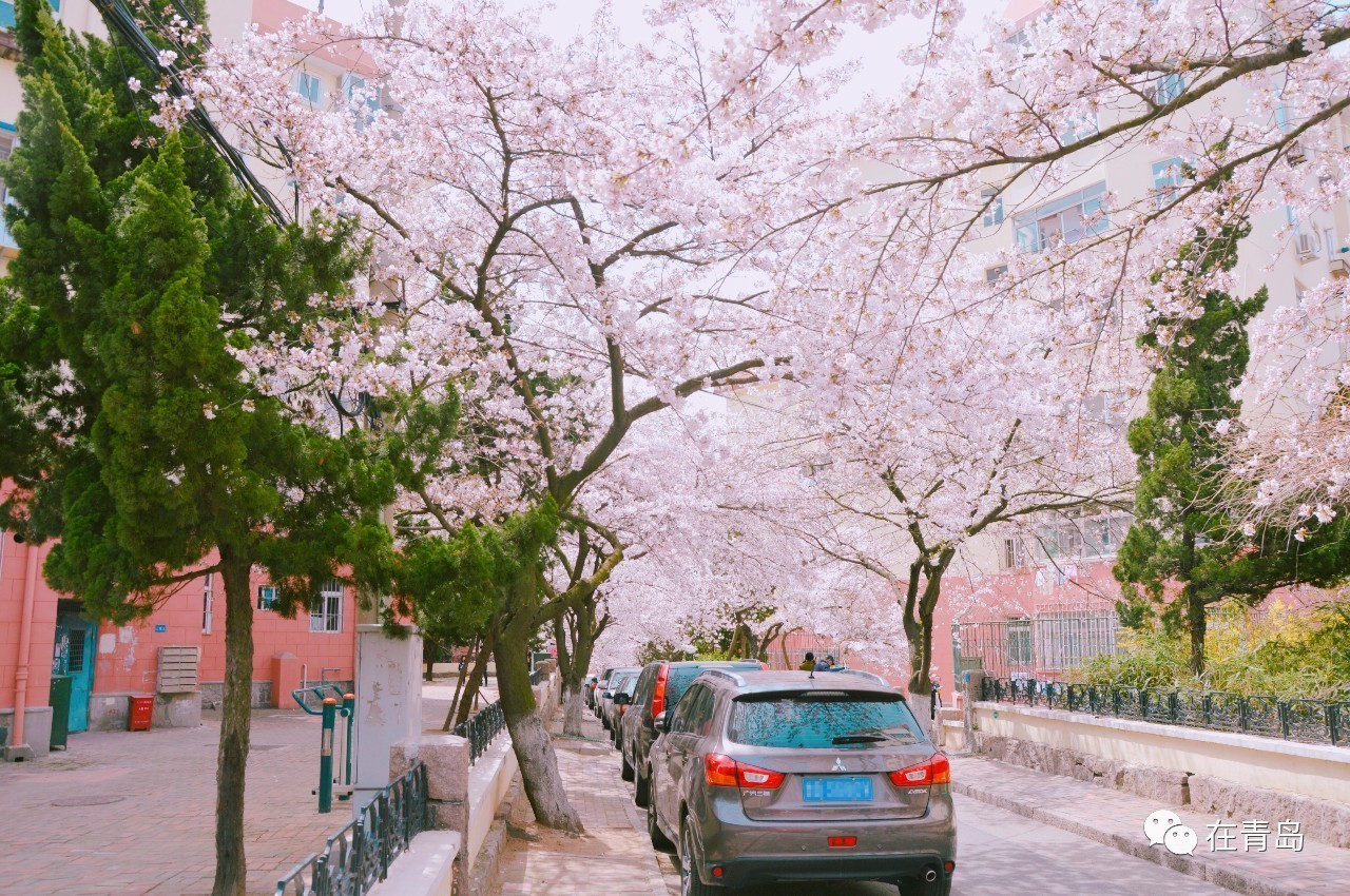 来到三明南路路口,路两侧粉白相间的樱花映入眼帘,开得肆意,烂漫