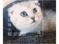 养猫的老总_养猫男生头像