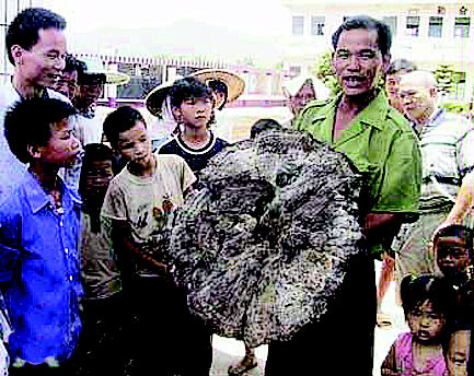 横县杨彭村有多少人口_横县有多少个乡镇地图