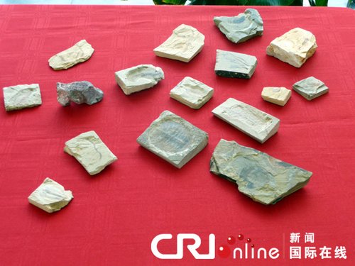 美查获5亿年前中国古生物化石 已回中国(图)