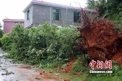 江西赣南遭遇8级大风袭击 4米高大树被连根拔起