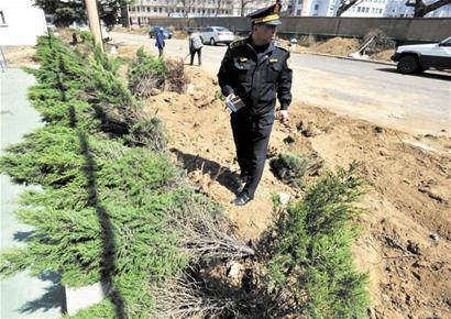 青岛抚顺路3000棵树一夜消失