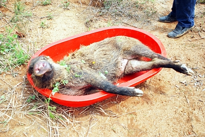 狗咬野猪的惨叫声图片