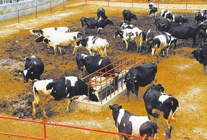 平阴一处现代化奶牛养殖基地。