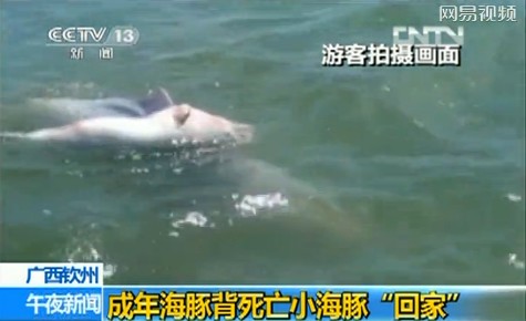 游客实拍成年海豚驮死亡小海豚回家(