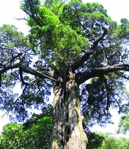 青岛最老树穿越时空:汉朝所栽看尽兴衰 扎根太清宫