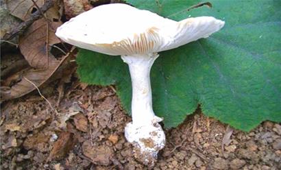 图揭青岛崂山7种有毒蘑菇