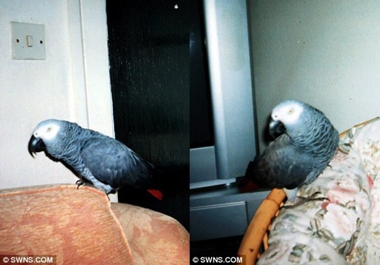 55岁世界最高龄鹦鹉去世 留遗言称再见