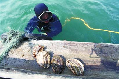 青岛秋海参上市 鲜海参百元一斤