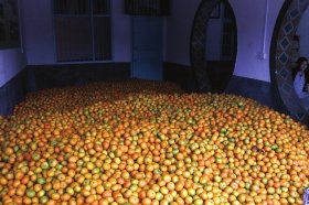 湖南石门45万吨柑橘滞销 无人收购烂在泥地里