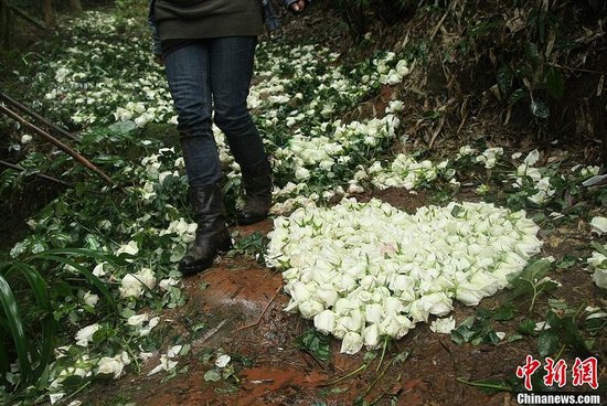 200人送别爱情天梯女主人公 撒万朵玫瑰(组图)