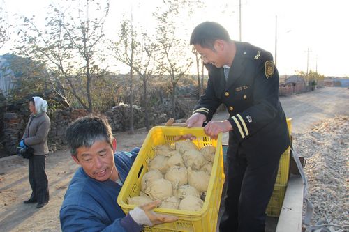 水晶梨滞销愁坏莱西果农 8毛贱卖凑医疗费(