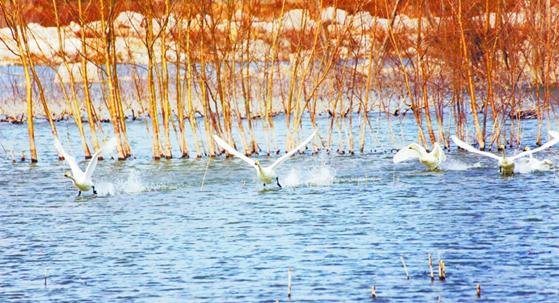 青岛净土:山青水净天鹅飞翔 保镖日夜守候送食物