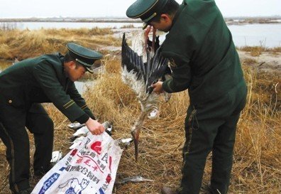 河北唐山发生群鸟死亡事件 有中毒迹象(组图)