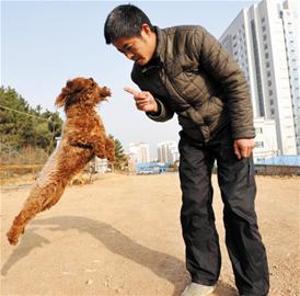 青岛训犬师行业揭秘