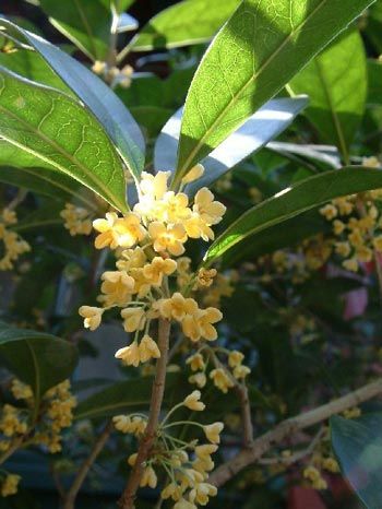 净化空气绿植盘点