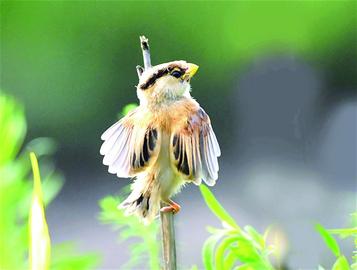 青岛赏鸟图出炉 9大湿地成鸟类天堂