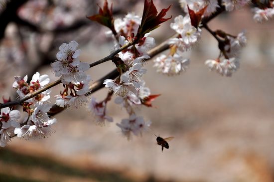 踏春赏花攻略:1元崂山踏青 2元大珠山赏杜鹃