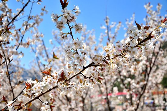 踏春赏花攻略:1元崂山踏青 2元大珠山赏杜鹃