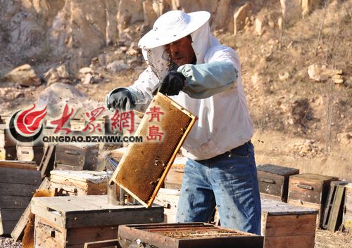 青岛大山采蜜人手工作坊面临凋敝 年薪十万难请年轻人