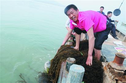 即墨成功试种鼠尾藻 消失10多年重回大海