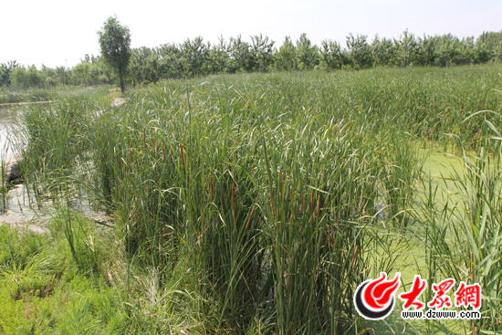 巧借湿地建公园 鲲鹏湖边争纳凉