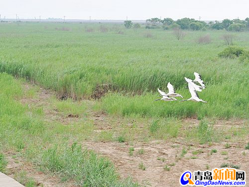 丹顶鹤低飞过芦苇  