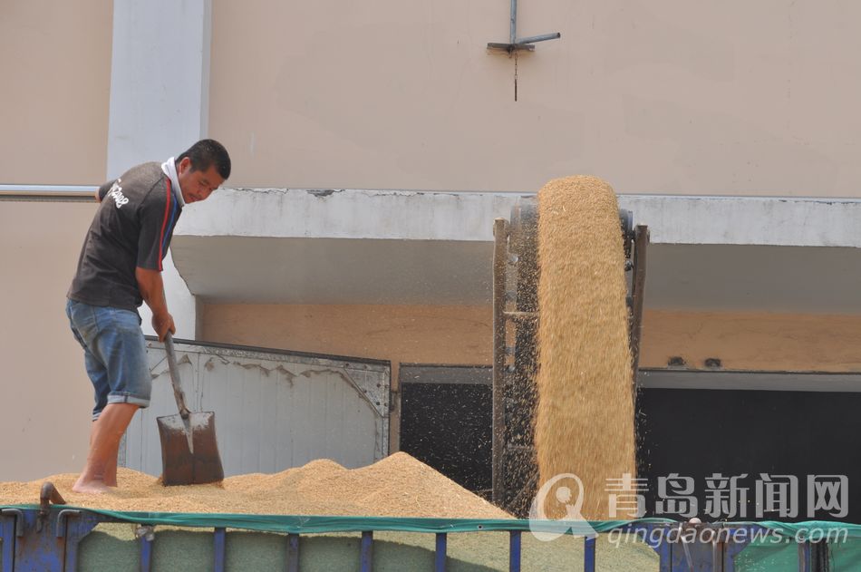 高清图集:探访青岛储备粮库 堆满五谷场面壮观