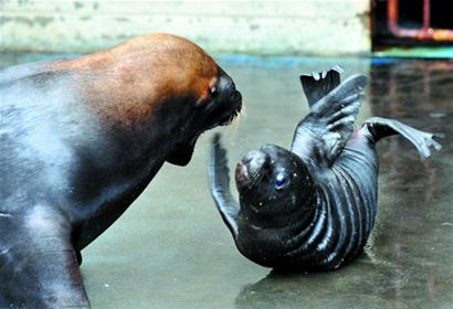 水族馆海狮产下幼崽 小海狮憨态可掬
