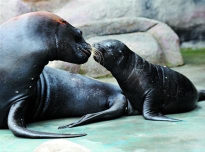 水族馆海狮产下幼崽 小海狮憨态可掬