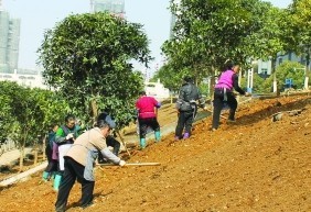 让花香飘 两岸安顺市投入15万元打造贯城河桂花园