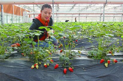 夏庄 采摘节