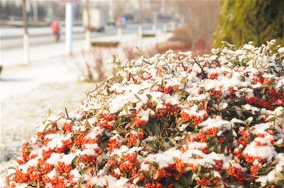 莱西再降小雪 青岛本周以晴为主后天气温回升