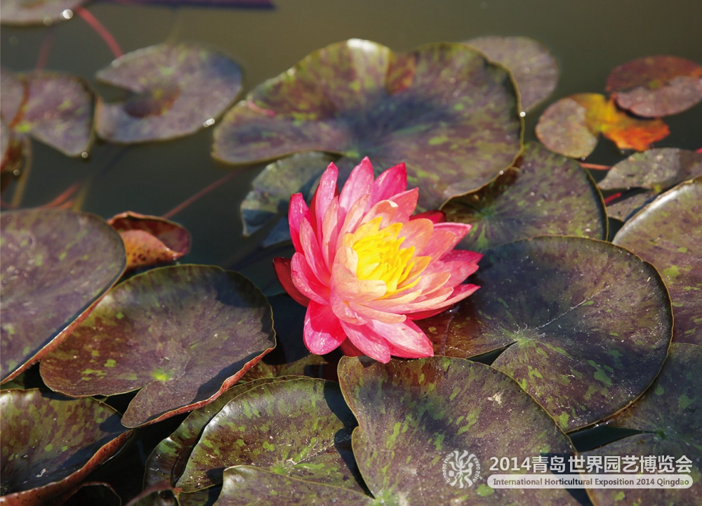 莲花馆添置“新宝贝” 莲花四月相继盛开