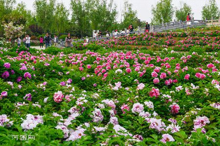 青岛藏了一座牡丹后花园