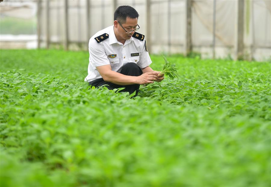 （香港回归二十周年）（3）从田间到菜篮——供港蔬菜的跨境之旅